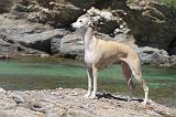 WHIPPET 019